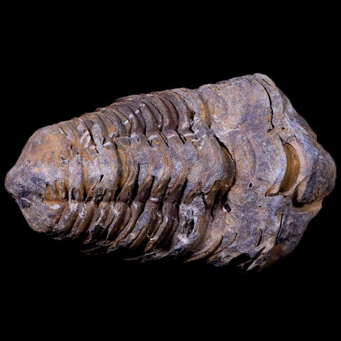 2.8" Flexicalymene Trilobite Fossil Ordovician Age Tazzarine Region Morocco COA - Fossil Age Minerals