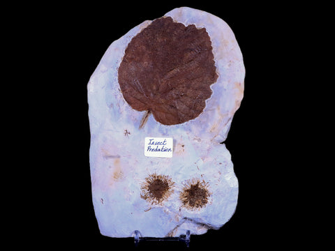 7" Davidia Antiqua, Sparganium Antiguum Fossil Plant Leaf MT Insect Predation Stand - Fossil Age Minerals
