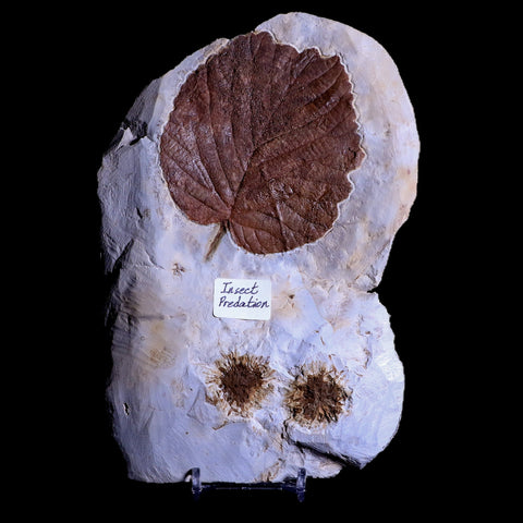 7" Davidia Antiqua, Sparganium Antiguum Fossil Plant Leaf MT Insect Predation Stand - Fossil Age Minerals