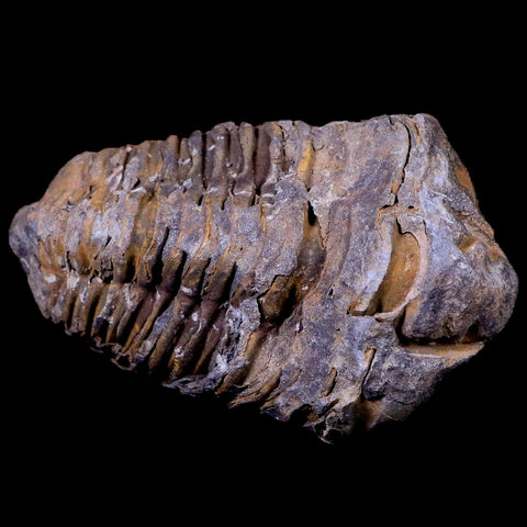 2.8" Flexicalymene Trilobite Fossil Ordovician Age Tazzarine Region Morocco COA - Fossil Age Minerals