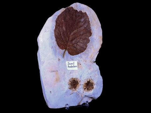 7" Davidia Antiqua, Sparganium Antiguum Fossil Plant Leaf MT Insect Predation Stand - Fossil Age Minerals