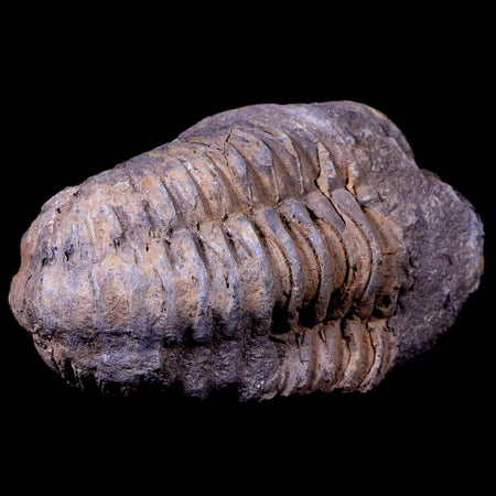 2.8" Flexicalymene Trilobite Fossil Ordovician Age Tazzarine Region Morocco COA