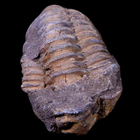 2.8" Flexicalymene Trilobite Fossil Ordovician Age Tazzarine Region Morocco COA - Fossil Age Minerals