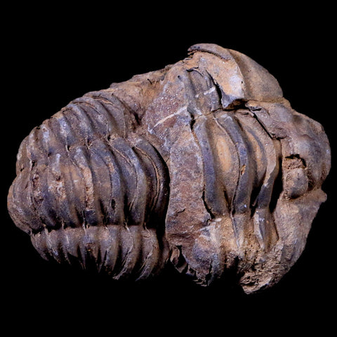 2.2" Flexicalymene Trilobite Fossil Ordovician Age Tazzarine Region Morocco COA - Fossil Age Minerals