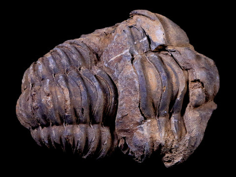 2.2" Flexicalymene Trilobite Fossil Ordovician Age Tazzarine Region Morocco COA - Fossil Age Minerals