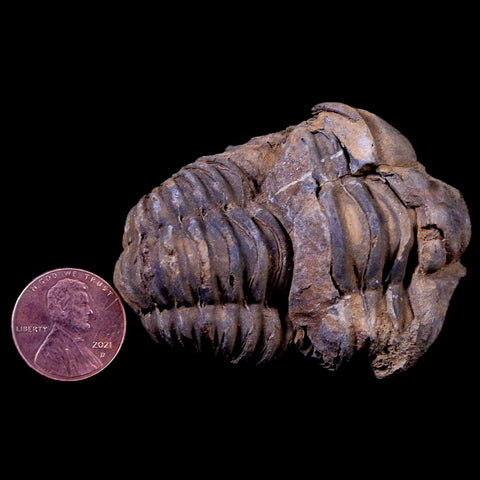 2.2" Flexicalymene Trilobite Fossil Ordovician Age Tazzarine Region Morocco COA - Fossil Age Minerals