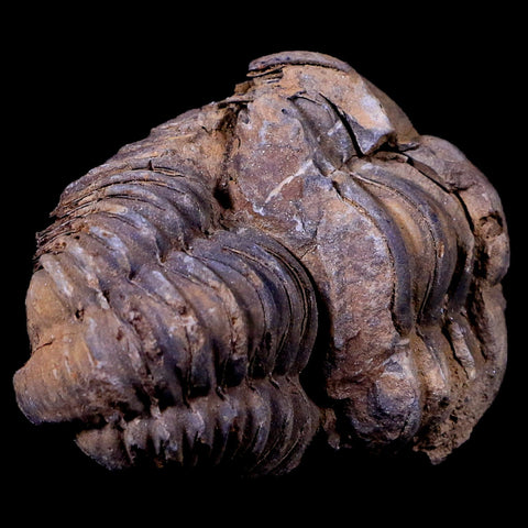 2.2" Flexicalymene Trilobite Fossil Ordovician Age Tazzarine Region Morocco COA - Fossil Age Minerals