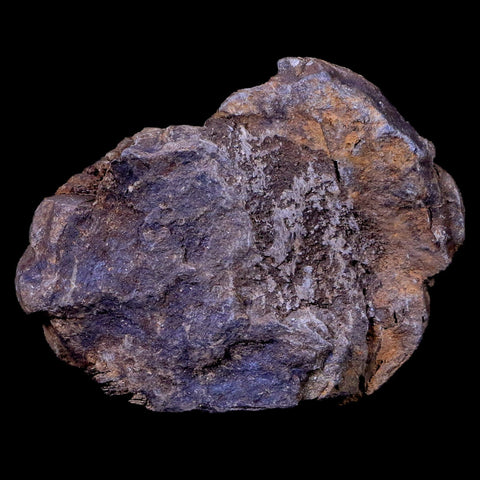 2.2" Flexicalymene Trilobite Fossil Ordovician Age Tazzarine Region Morocco COA - Fossil Age Minerals