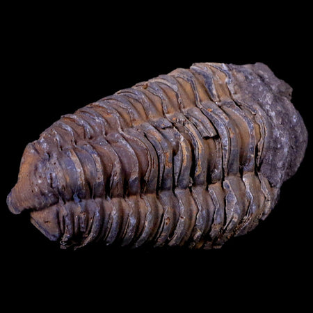 2.5" Flexicalymene Trilobite Fossil Ordovician Age Tazzarine Region Morocco COA
