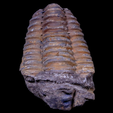 2.5" Flexicalymene Trilobite Fossil Ordovician Age Tazzarine Region Morocco COA - Fossil Age Minerals