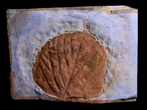 2.4" Davidia Antiqua Fossil Plant Leaf Paleocene Age Fort Union FM Glendive MT - Fossil Age Minerals