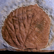 2.4" Davidia Antiqua Fossil Plant Leaf Paleocene Age Fort Union FM Glendive MT