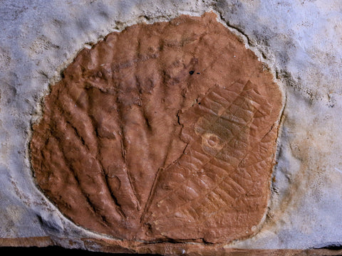 2.4" Davidia Antiqua Fossil Plant Leaf Paleocene Age Fort Union FM Glendive MT - Fossil Age Minerals