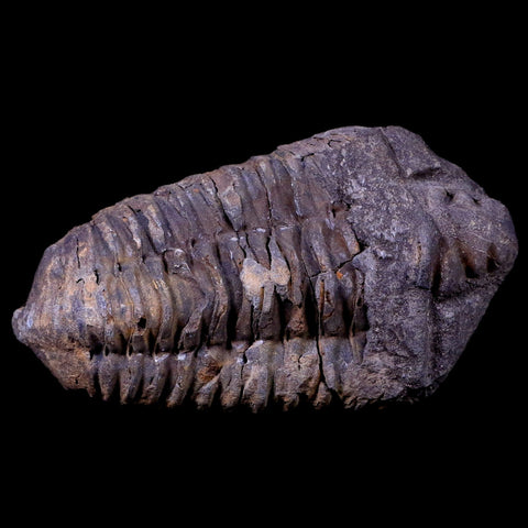 3" Flexicalymene Trilobite Fossil Ordovician Age Tazzarine Region Morocco COA - Fossil Age Minerals