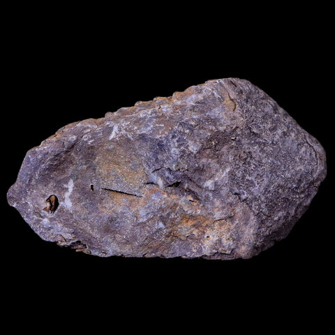 3" Flexicalymene Trilobite Fossil Ordovician Age Tazzarine Region Morocco COA - Fossil Age Minerals