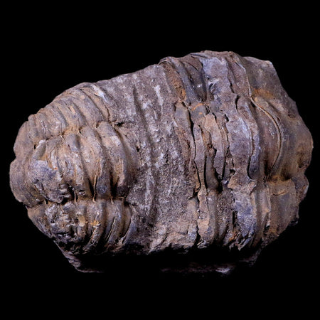 2.6" Flexicalymene Trilobite Fossil Ordovician Age Tazzarine Region Morocco COA