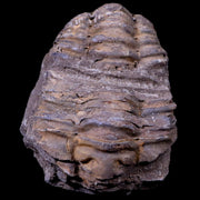 2.6" Flexicalymene Trilobite Fossil Ordovician Age Tazzarine Region Morocco COA