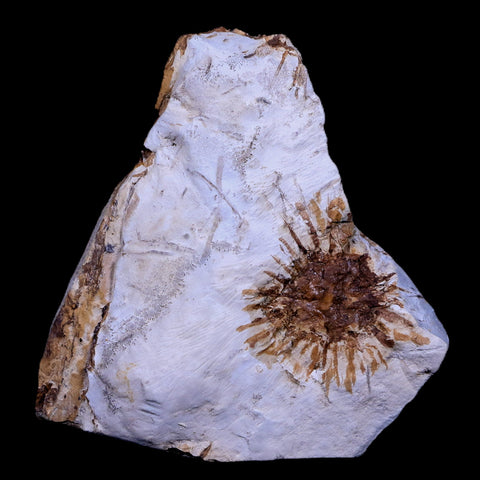 1.1" Sparganium Antiguum Fossil Plant Leaf Paleocene Age Fort Union FM Glendive MT - Fossil Age Minerals