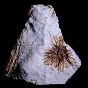 1.1" Sparganium Antiguum Fossil Plant Leaf Paleocene Age Fort Union FM Glendive MT
