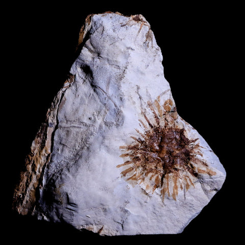 1.1" Sparganium Antiguum Fossil Plant Leaf Paleocene Age Fort Union FM Glendive MT - Fossil Age Minerals