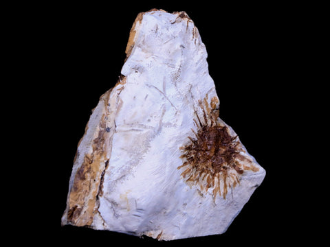 1.1" Sparganium Antiguum Fossil Plant Leaf Paleocene Age Fort Union FM Glendive MT - Fossil Age Minerals