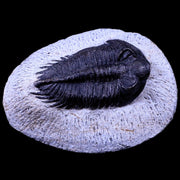 2.2" Coltraenia Oufatenensis Trilobite Fossil Devonian Morocco 400 Mil Yrs Old COA