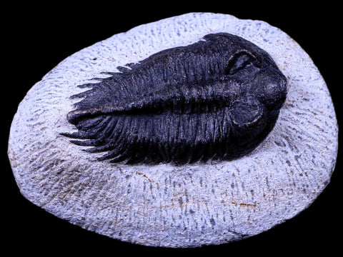2.2" Coltraenia Oufatenensis Trilobite Fossil Devonian Morocco 400 Mil Yrs Old COA - Fossil Age Minerals