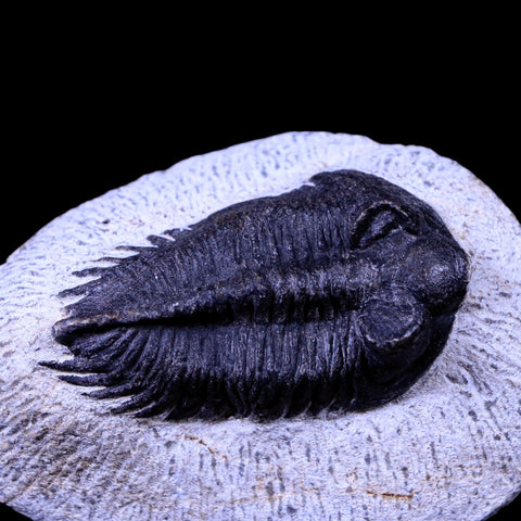 2.2" Coltraenia Oufatenensis Trilobite Fossil Devonian Morocco 400 Mil Yrs Old COA - Fossil Age Minerals