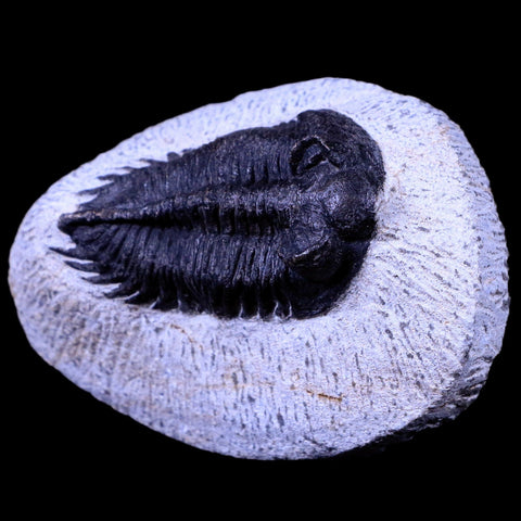 2.2" Coltraenia Oufatenensis Trilobite Fossil Devonian Morocco 400 Mil Yrs Old COA - Fossil Age Minerals
