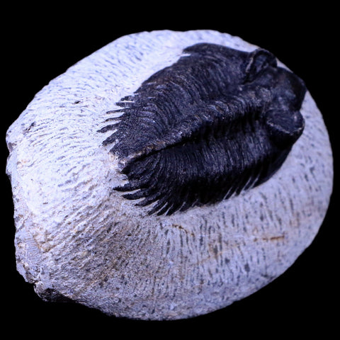 2.2" Coltraenia Oufatenensis Trilobite Fossil Devonian Morocco 400 Mil Yrs Old COA - Fossil Age Minerals