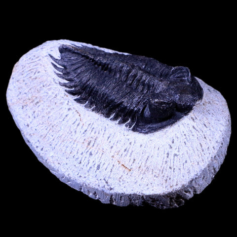 2.2" Coltraenia Oufatenensis Trilobite Fossil Devonian Morocco 400 Mil Yrs Old COA - Fossil Age Minerals
