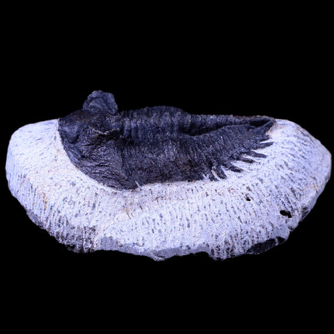 2.2" Coltraenia Oufatenensis Trilobite Fossil Devonian Morocco 400 Mil Yrs Old COA - Fossil Age Minerals