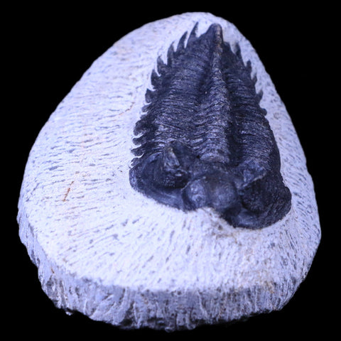 2.2" Coltraenia Oufatenensis Trilobite Fossil Devonian Morocco 400 Mil Yrs Old COA - Fossil Age Minerals