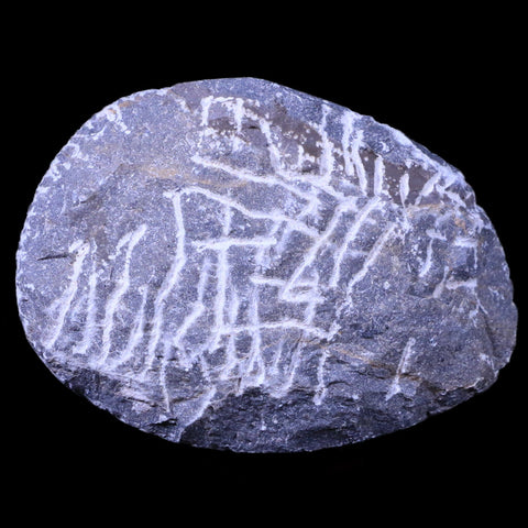 2.2" Coltraenia Oufatenensis Trilobite Fossil Devonian Morocco 400 Mil Yrs Old COA - Fossil Age Minerals