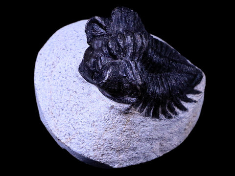 1.7" Coltraenia Oufatenensis Trilobite Fossil Devonian Morocco 400 Mil Yrs Old COA - Fossil Age Minerals