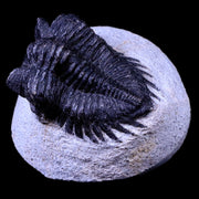 1.7" Coltraenia Oufatenensis Trilobite Fossil Devonian Morocco 400 Mil Yrs Old COA