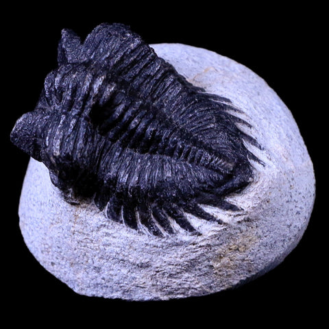 1.7" Coltraenia Oufatenensis Trilobite Fossil Devonian Morocco 400 Mil Yrs Old COA - Fossil Age Minerals