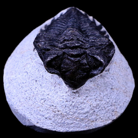 1.7" Coltraenia Oufatenensis Trilobite Fossil Devonian Morocco 400 Mil Yrs Old COA