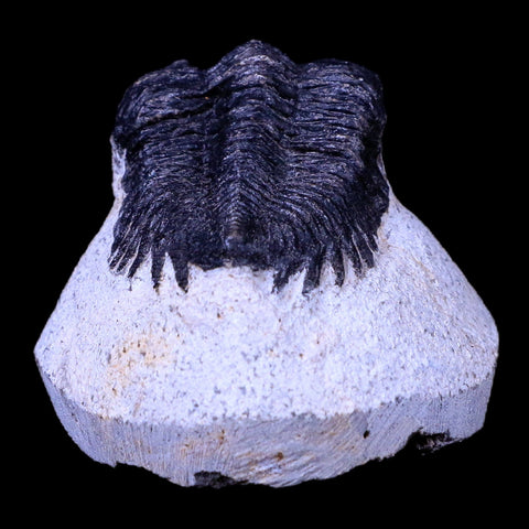 1.7" Coltraenia Oufatenensis Trilobite Fossil Devonian Morocco 400 Mil Yrs Old COA - Fossil Age Minerals