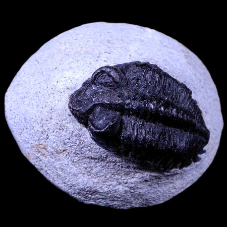 1.8" Coltraenia Oufatenensis Trilobite Fossil Devonian Morocco 400 Mil Yrs Old COA