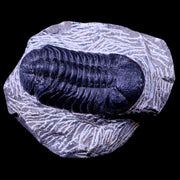 2.2" Phacops Boeckops Stelcki Trilobite Fossil Devonian Age Arthropod Morocco COA