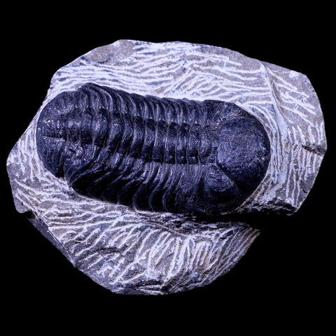 2.2" Phacops Boeckops Stelcki Trilobite Fossil Devonian Age Arthropod Morocco COA - Fossil Age Minerals