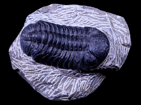 2.2" Phacops Boeckops Stelcki Trilobite Fossil Devonian Age Arthropod Morocco COA - Fossil Age Minerals