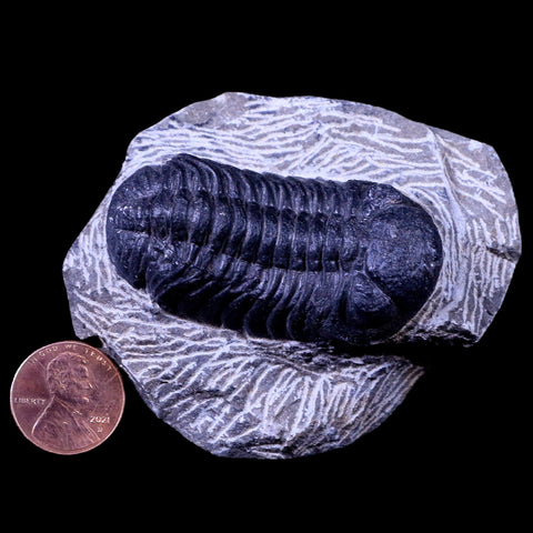 2.2" Phacops Boeckops Stelcki Trilobite Fossil Devonian Age Arthropod Morocco COA - Fossil Age Minerals