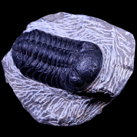 2.2" Phacops Boeckops Stelcki Trilobite Fossil Devonian Age Arthropod Morocco COA - Fossil Age Minerals