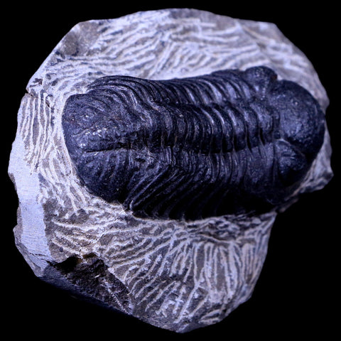 2.2" Phacops Boeckops Stelcki Trilobite Fossil Devonian Age Arthropod Morocco COA - Fossil Age Minerals