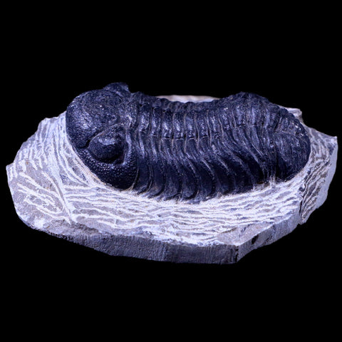 2.2" Phacops Boeckops Stelcki Trilobite Fossil Devonian Age Arthropod Morocco COA - Fossil Age Minerals
