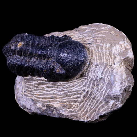 2.1" Reedops Cephalotes Trilobite Fossil Morocco Devonian Age 400 Mil Yrs Old COA - Fossil Age Minerals