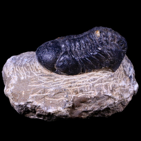 2.1" Reedops Cephalotes Trilobite Fossil Morocco Devonian Age 400 Mil Yrs Old COA - Fossil Age Minerals