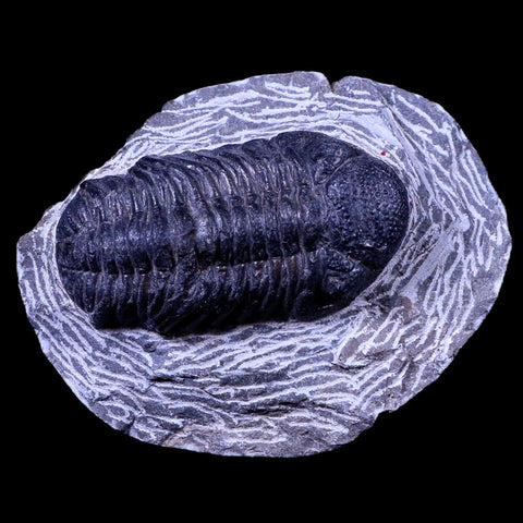 2.1" Phacops Boeckops Stelcki Trilobite Fossil Devonian Age Arthropod Morocco COA - Fossil Age Minerals